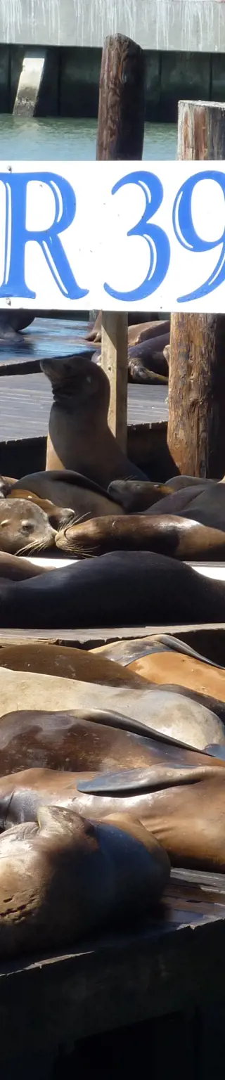 Beobachte die Seelöwen an Pier 39